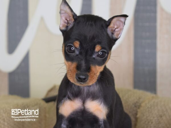 Miniature Pinscher-DOG-Female-Black and Rust-3323-Petland Independence, Missouri