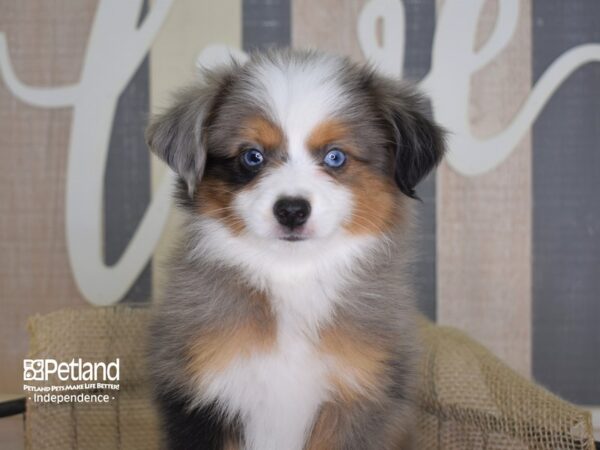 Toy Australian Shepherd-DOG-Male-Blue Merle-3327-Petland Independence, Missouri