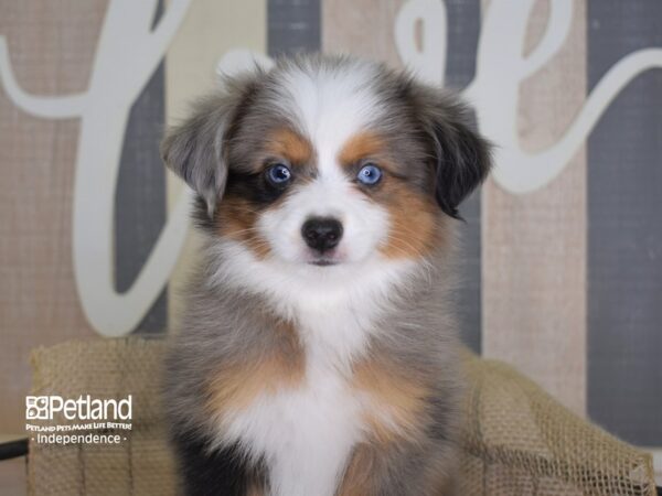 Toy Australian Shepherd-DOG-Male-Blue Merle-3327-Petland Independence & Lee's Summit, MO