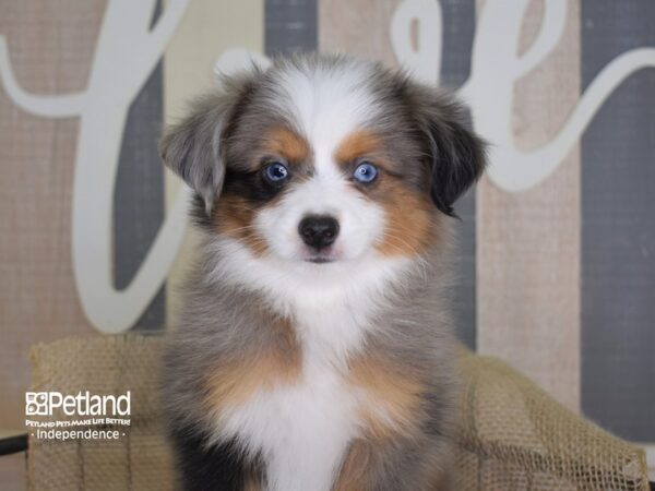 Toy Australian Shepherd DOG Male Blue Merle 3327 Petland Independence, Missouri