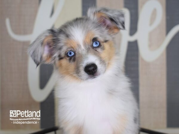 Toy Australian Shepherd DOG Female Blue Merle 3326 Petland Independence, Missouri