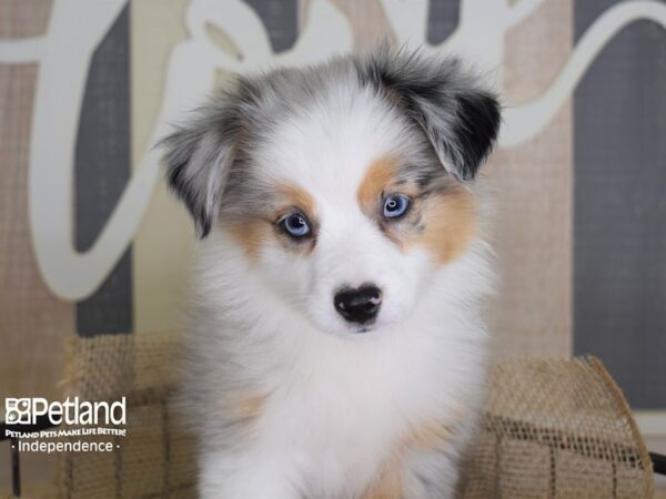 Toy Australian Shepherd DOG Female Blue Merle 3330 Petland Independence, Missouri