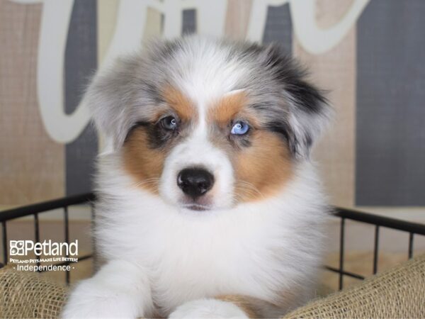 Toy Australian Shepherd DOG Male Blue Merle 3328 Petland Independence, Missouri