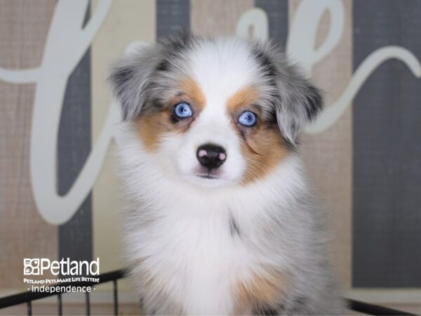 Toy Australian Shepherd DOG Female Blue Merle 3329 Petland Independence, Missouri