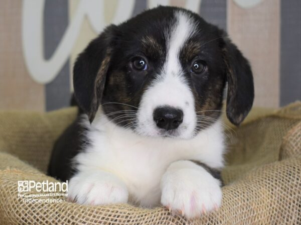 Cardigan Welsh Corgi-DOG-Male-Black Tri-3343-Petland Independence & Lee's Summit, MO