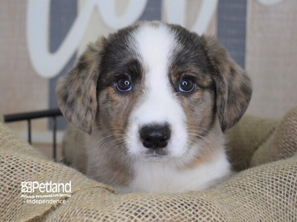 Cardigan Welsh Corgi DOG Male Red Merle 3341 Petland Independence, Missouri