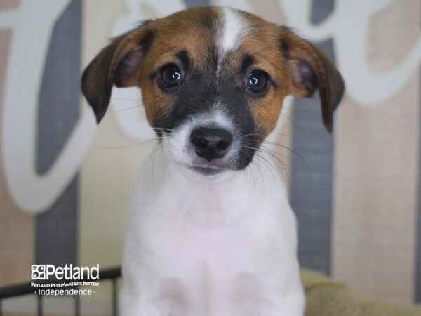 Jack Russell Terrier-DOG-Male-Tan & White-3340-Petland Independence, Missouri