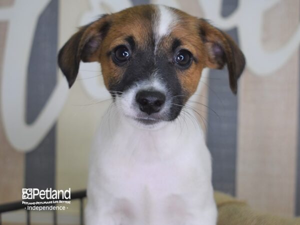 Jack Russell Terrier-DOG-Male-Tan & White-3340-Petland Independence & Lee's Summit, MO
