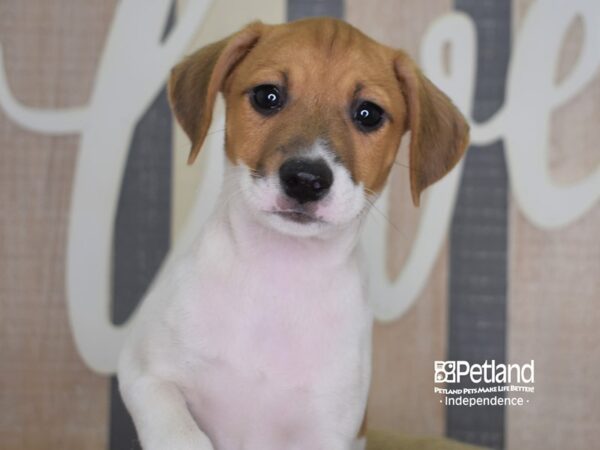 Jack Russell Terrier-DOG-Male-Tan & White-3339-Petland Independence & Lee's Summit, MO