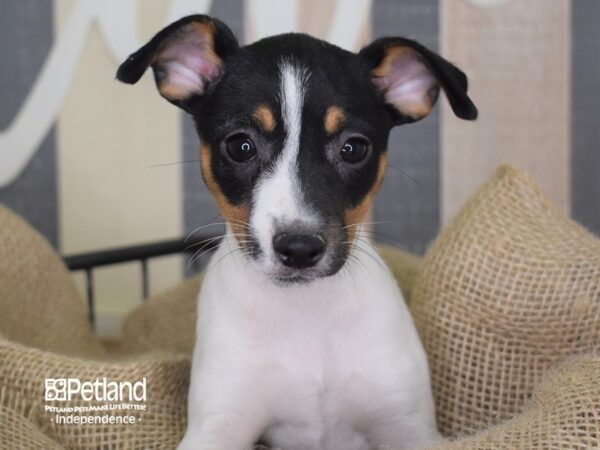 Jack Russell Terrier DOG Female Tan & White 3337 Petland Independence, Missouri