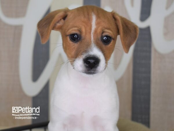 Jack Russell Terrier DOG Female Tan & White 3338 Petland Independence, Missouri