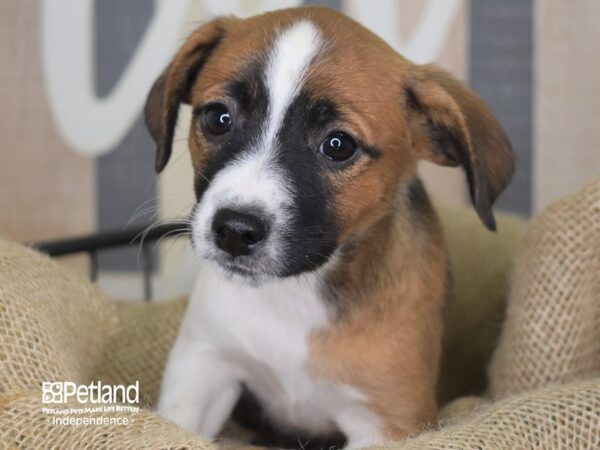 Jack Russell Terrier DOG Female Tri-Color 3336 Petland Independence, Missouri