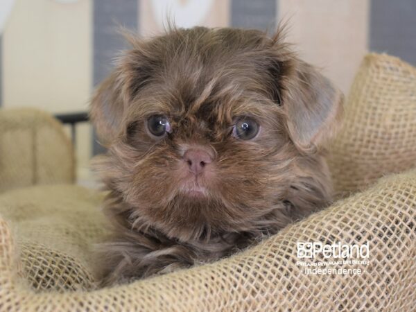 Shih Tzu-DOG-Male-Lilac & Tan-3346-Petland Independence & Lee's Summit, MO
