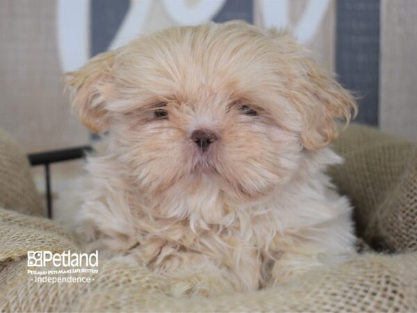 Shih Tzu-DOG-Male-Lilac & Tan-3348-Petland Independence, Missouri