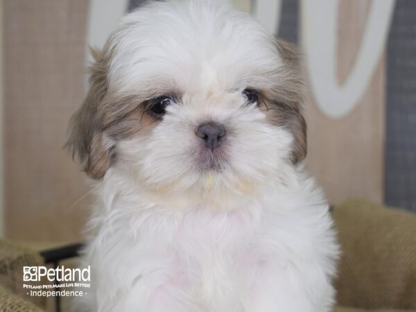 Shih Tzu-DOG-Female-Blue & White-3334-Petland Independence & Lee's Summit, MO