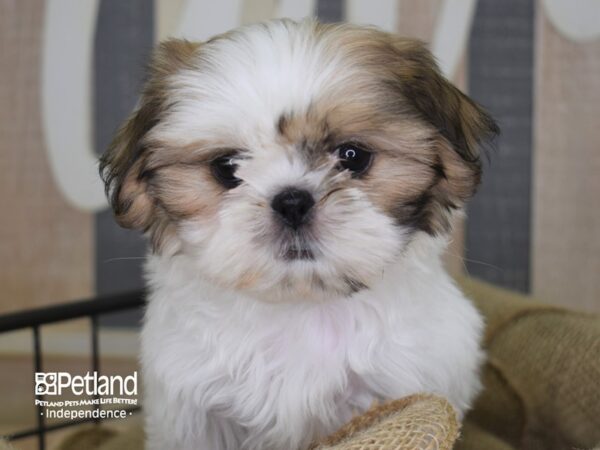 Shih Tzu-DOG-Female-Lavendar & White-3333-Petland Independence, Missouri