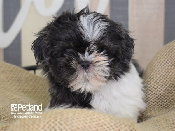 Shih Tzu DOG Female Black and White 3350 Petland Independence, Missouri