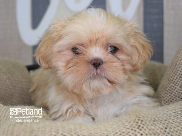Shih Tzu-DOG-Female-Cream Lilac-3349-Petland Independence & Lee's Summit, MO