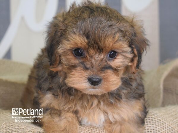 Yorkie Poo-DOG-Female-Sable-3352-Petland Independence, Missouri