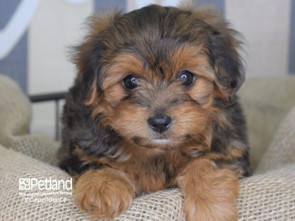 Yorkie Poo-DOG-Male-Sable-3351-Petland Independence, Missouri