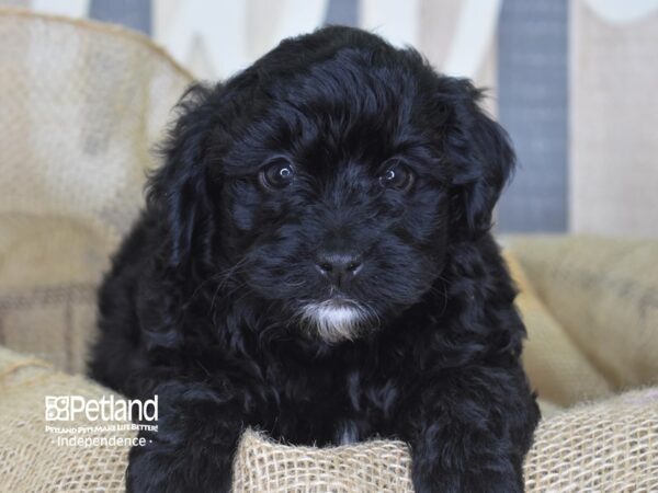 Yorkie Poo-DOG-Male-Black-3353-Petland Independence, Missouri