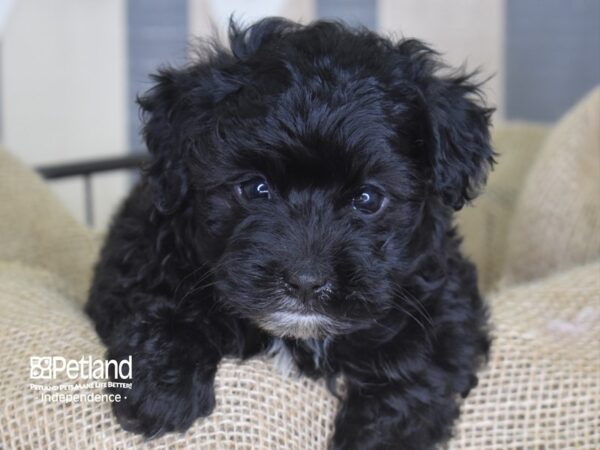 Yorkie Poo-DOG-Male-Black-3354-Petland Independence, Missouri