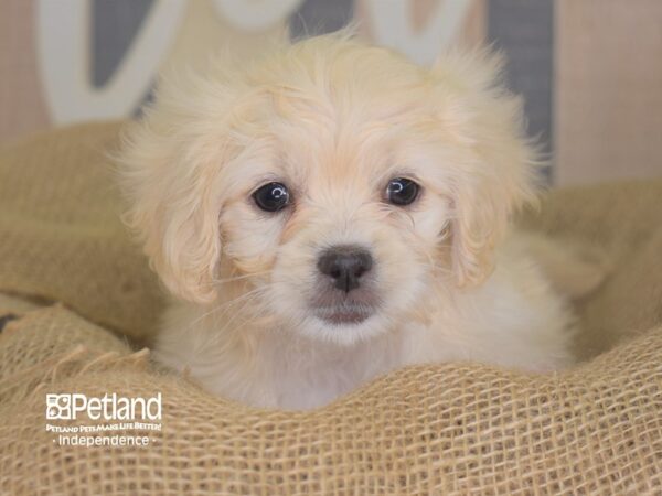 Peke-A-Poo DOG Female Cream 3357 Petland Independence, Missouri