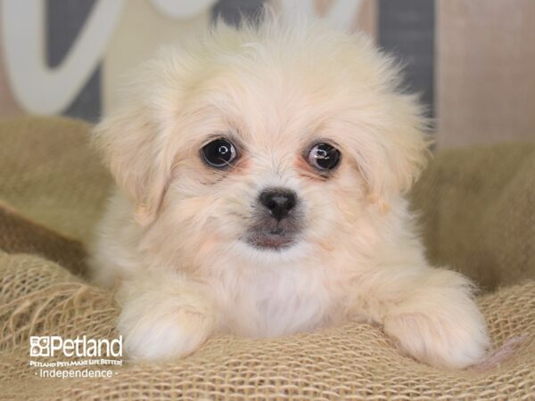 Peke-A-Poo-DOG-Female-Cream-3355-Petland Independence & Lee's Summit, MO