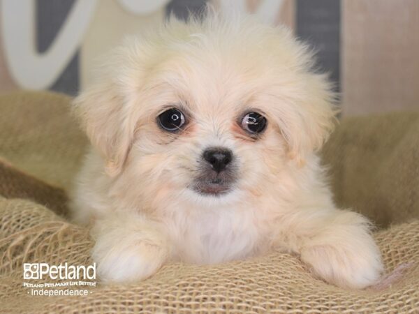 Peke-A-Poo DOG Female Cream 3355 Petland Independence, Missouri