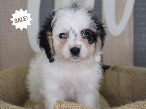 Cavapoo-DOG-Female-Black and White-3200-Petland Independence, Missouri