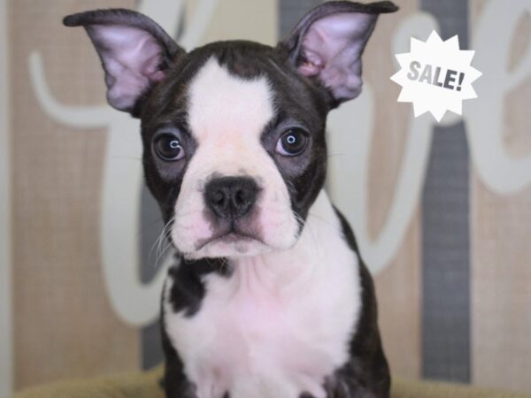 Boston Terrier-DOG-Female-Black Brindle and White-3201-Petland Independence & Lee's Summit, MO