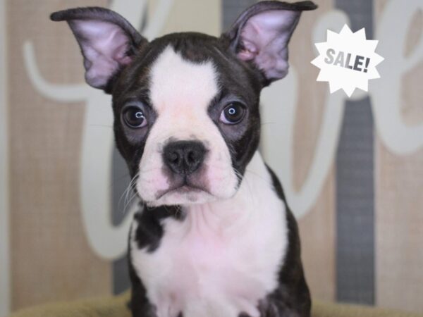 Boston Terrier DOG Female Black Brindle and White 3201 Petland Independence, Missouri