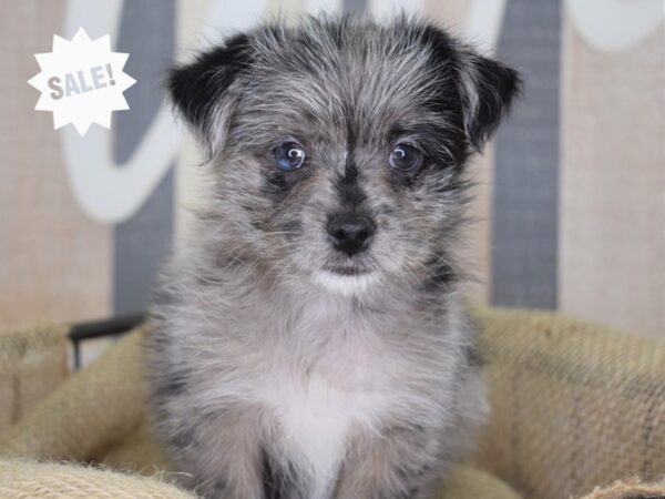 Porkie DOG 3218 Petland Independence, Missouri