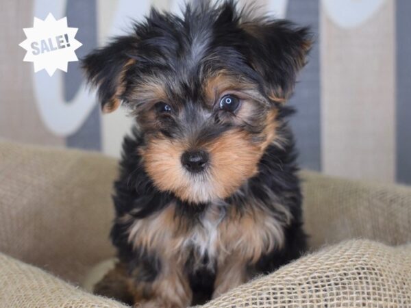 Yorkshire Terrier DOG Male Black and Tan 3228 Petland Independence, Missouri