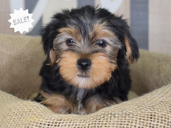 Yorkshire Terrier-DOG-Female-Black and Tan-3230-Petland Independence & Lee's Summit, MO
