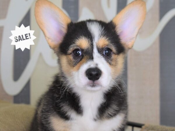 Pembroke Welsh Corgi-DOG-Female-Black and Tan-3242-Petland Independence & Lee's Summit, MO