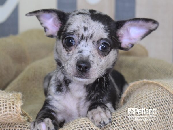 Chihuahua-DOG-Female-Blue Merle-3359-Petland Independence, Missouri