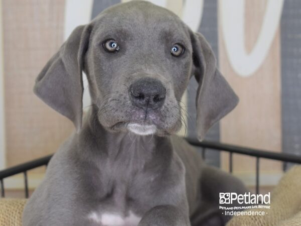 Great Dane-DOG-Female-Blue-3360-Petland Independence, Missouri