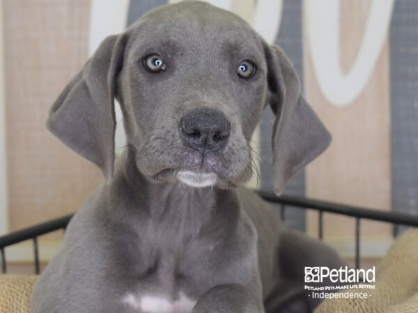 Great Dane-DOG-Female-Blue-3360-Petland Independence & Lee's Summit, MO