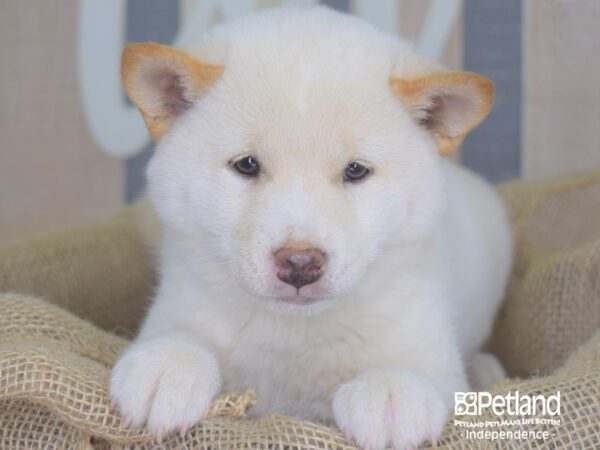 Shiba Inu DOG Male White 3365 Petland Independence, Missouri