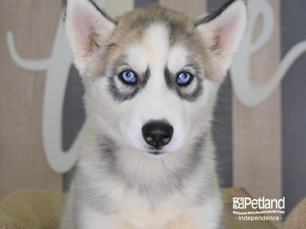 Siberian Husky-DOG-Female-Silver and White-3366-Petland Independence, Missouri