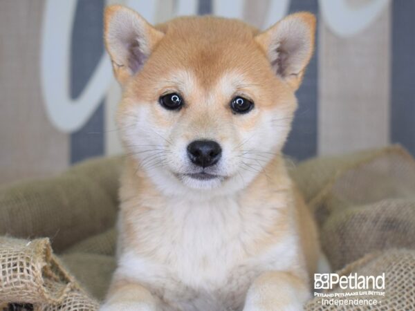 Shiba Inu-DOG-Female-Red Sesame-3364-Petland Independence & Lee's Summit, MO