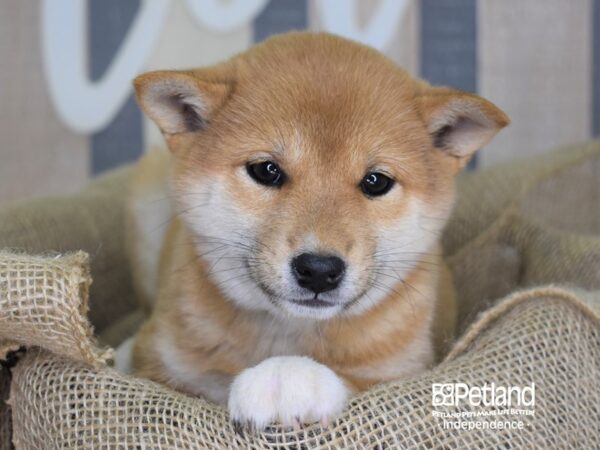 Shiba Inu-DOG-Female-Red Sesame-3362-Petland Independence & Lee's Summit, MO