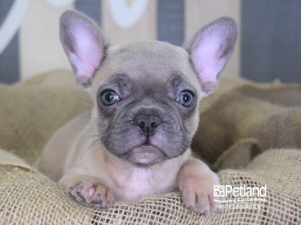 French Bulldog-DOG-Female-Blue Fawn-3361-Petland Independence & Lee's Summit, MO