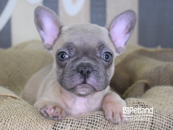 French Bulldog DOG Female Blue Fawn 3361 Petland Independence, Missouri