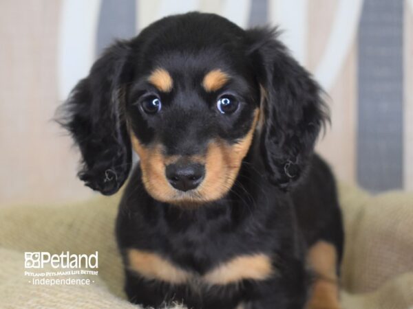 Dachshund-DOG-Female-Black and Tan-3367-Petland Independence, Missouri