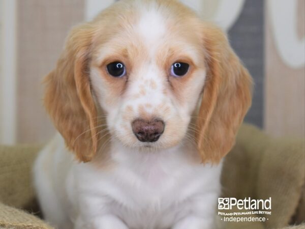 Dachshund DOG Female White and Cream 3368 Petland Independence, Missouri