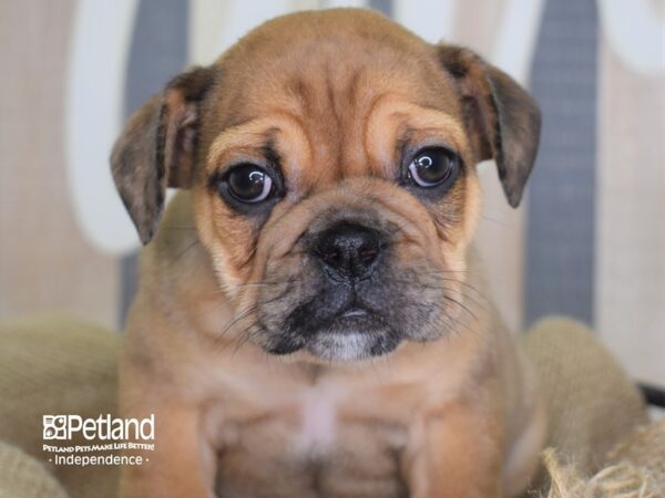 Miniature Bulldog-DOG-Female-Red Merle-3391-Petland Independence & Lee's Summit, MO