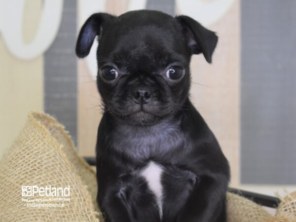 Pug DOG Female Black 3388 Petland Independence, Missouri