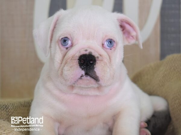 Miniature Bulldog DOG Male Blue Merle 3389 Petland Independence, Missouri